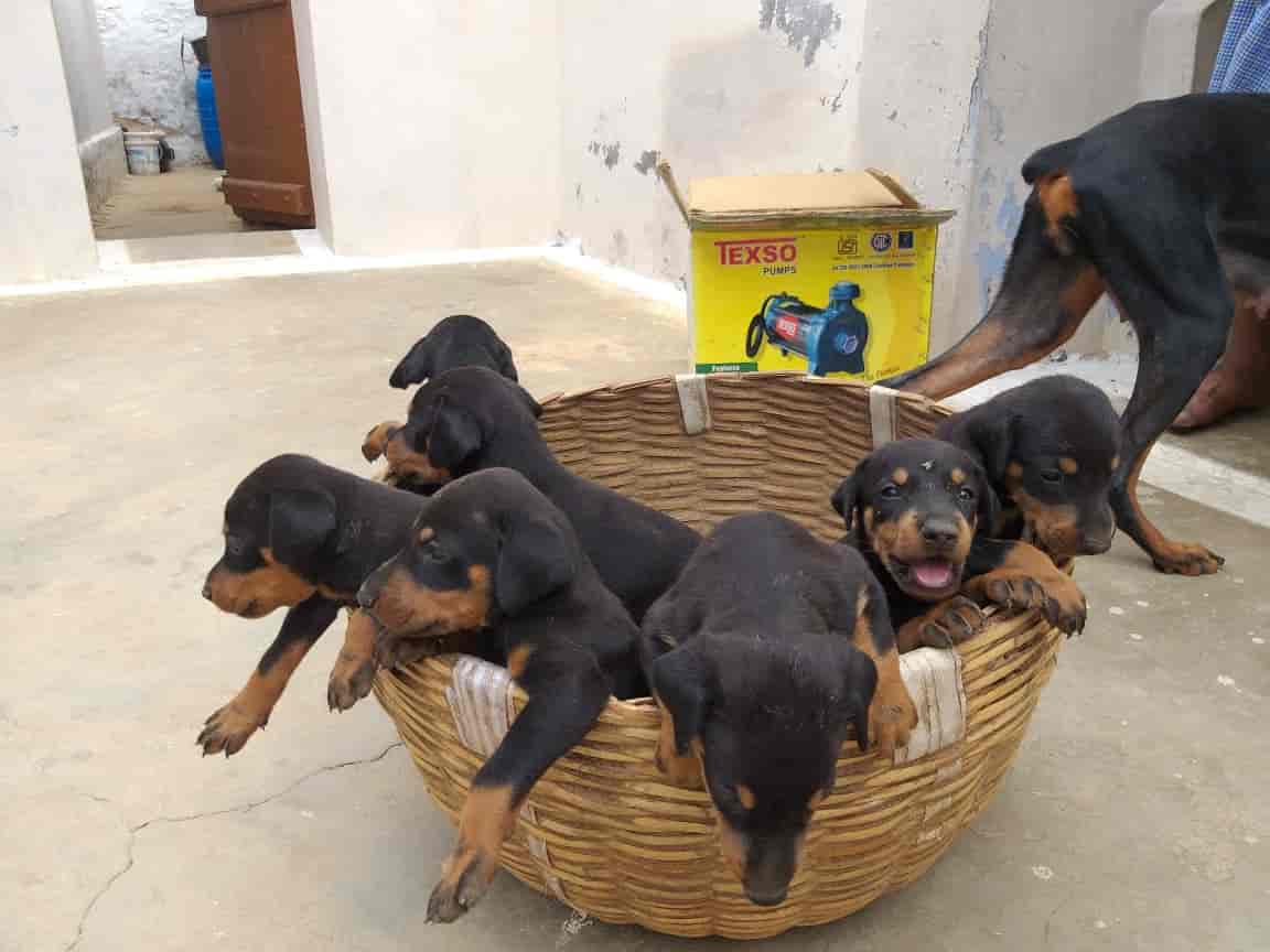 Top Pet Food Dealers in Nellore Best Pet Feed Stores near me Justdial