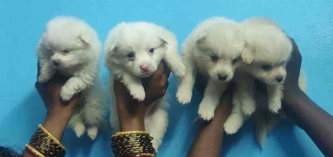 Top Pet Food Dealers in Nellore Best Pet Feed Stores near me Justdial