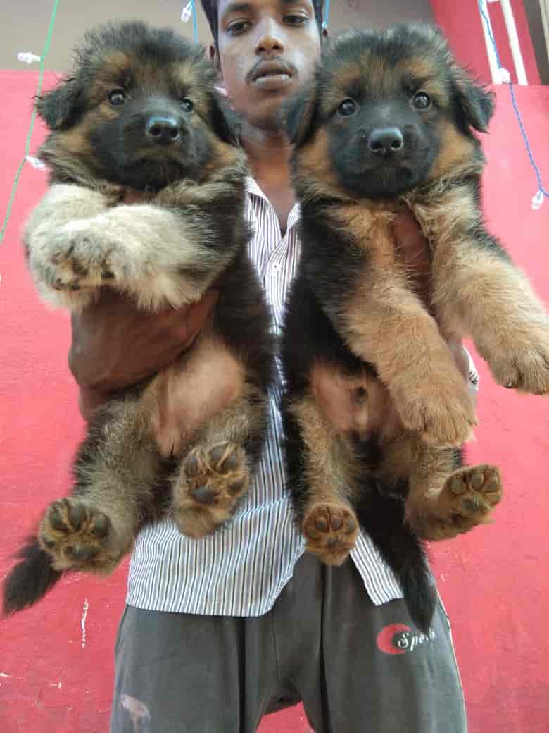 Top Pet Food Dealers in Nellore Best Pet Feed Stores near me Justdial