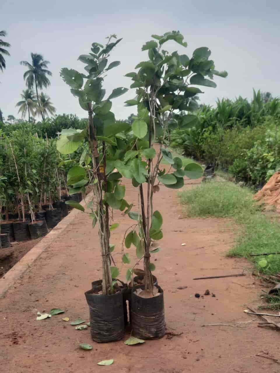 Top Plant Nurseries in Gudur Best Goverment Plant Nurseries near me