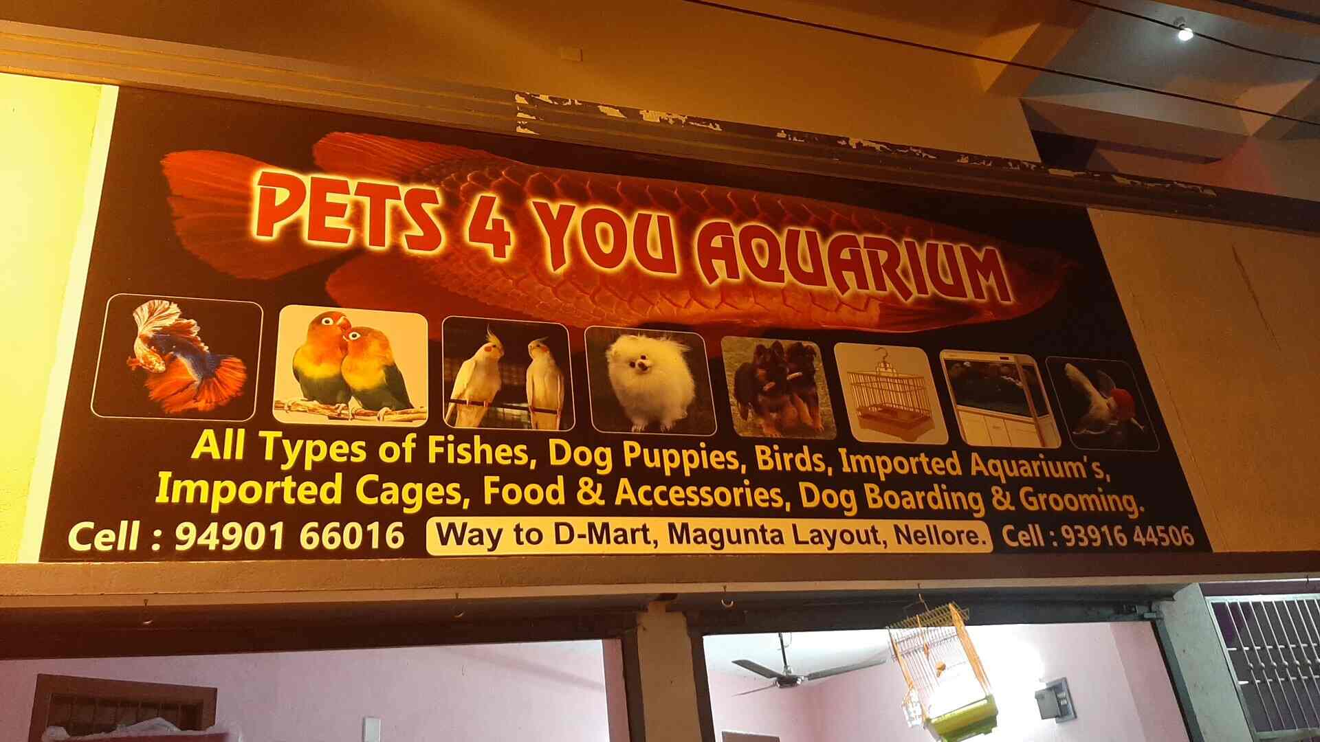 Top Pet Food Dealers in Nellore Best Pet Feed Stores near me Justdial