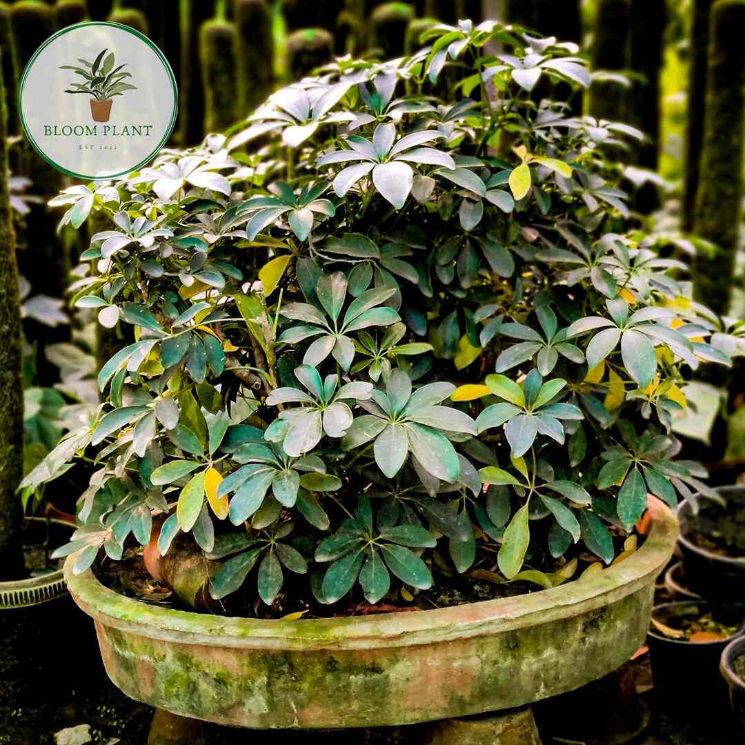 Top Plant Nurseries near Noida Sector 18 Metro StationNoida Sector 18