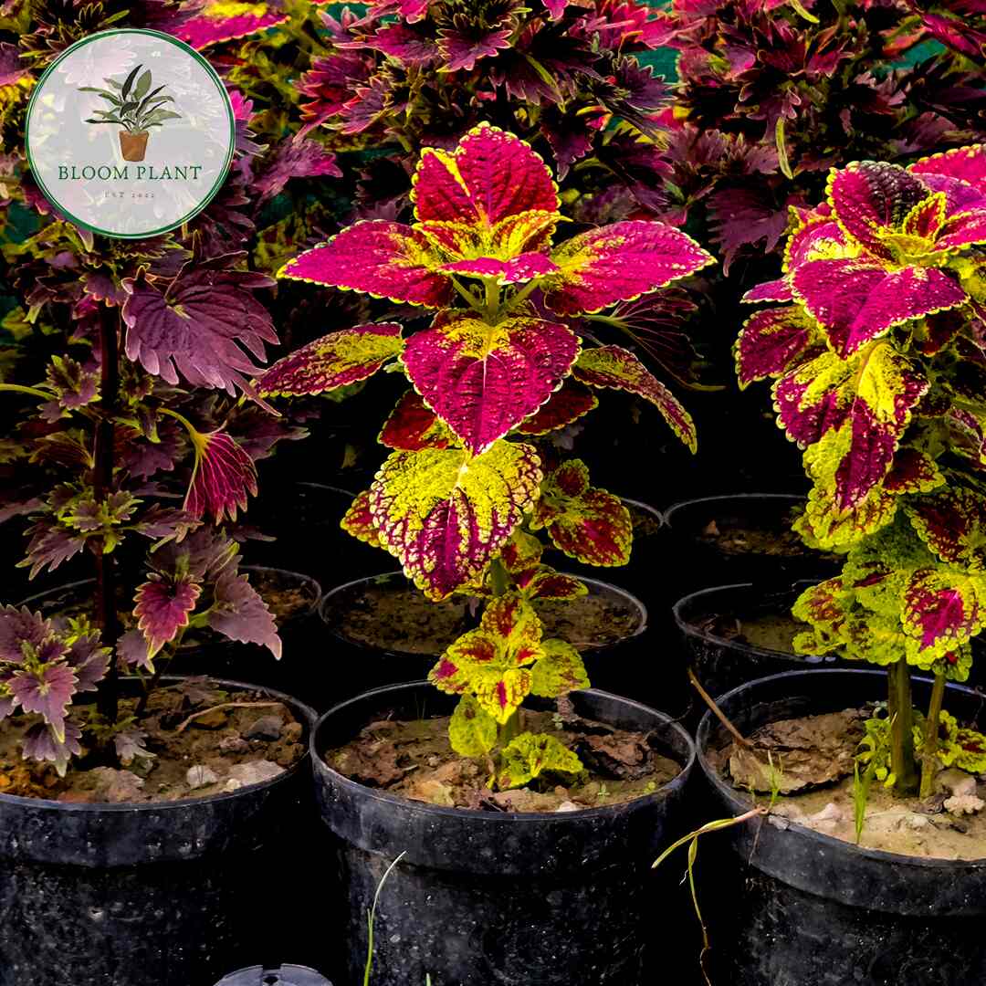 Top Plant Nurseries near Noida Sector 18 Metro StationNoida Sector 18