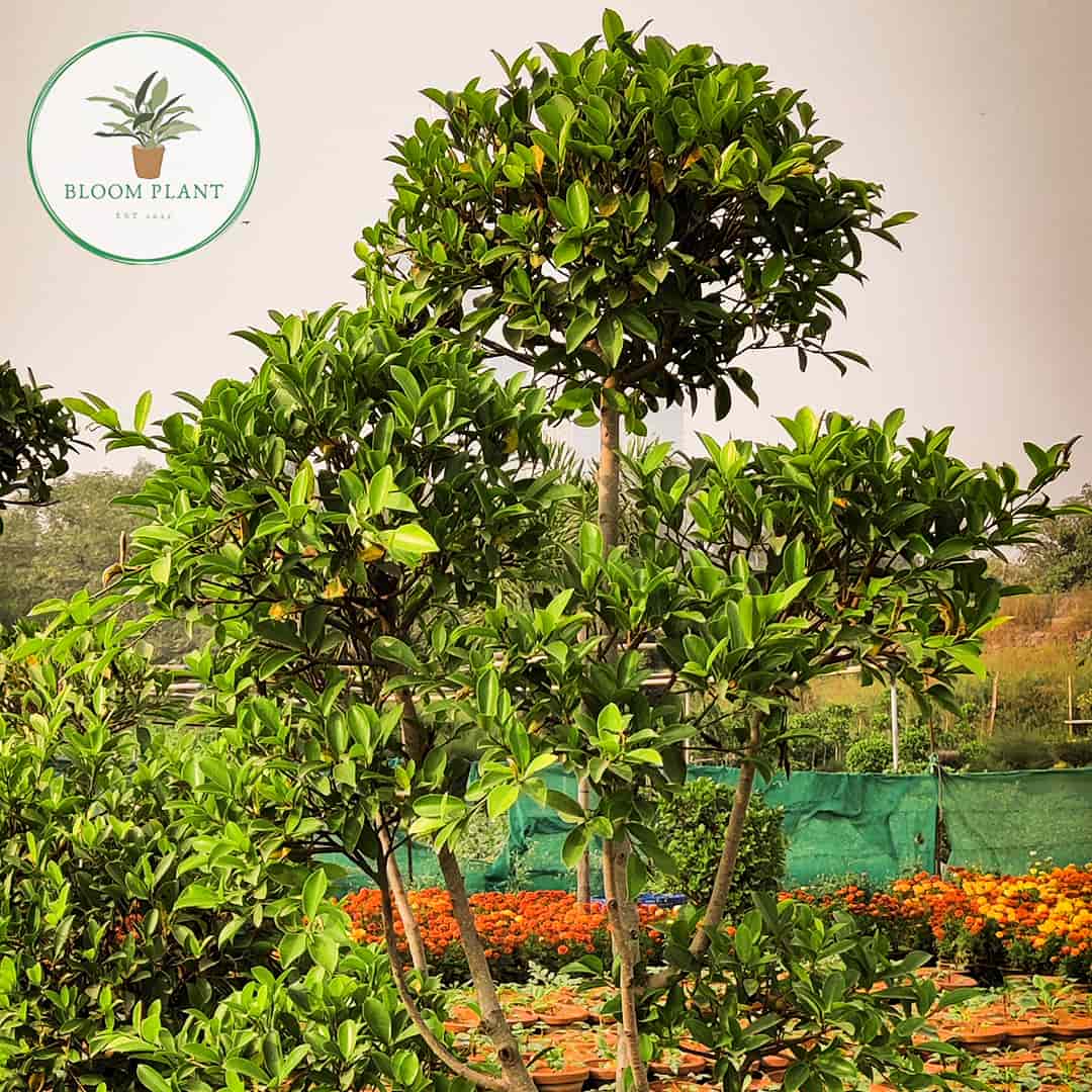 Top Plant Nurseries near Noida Sector 18 Metro StationNoida Sector 18