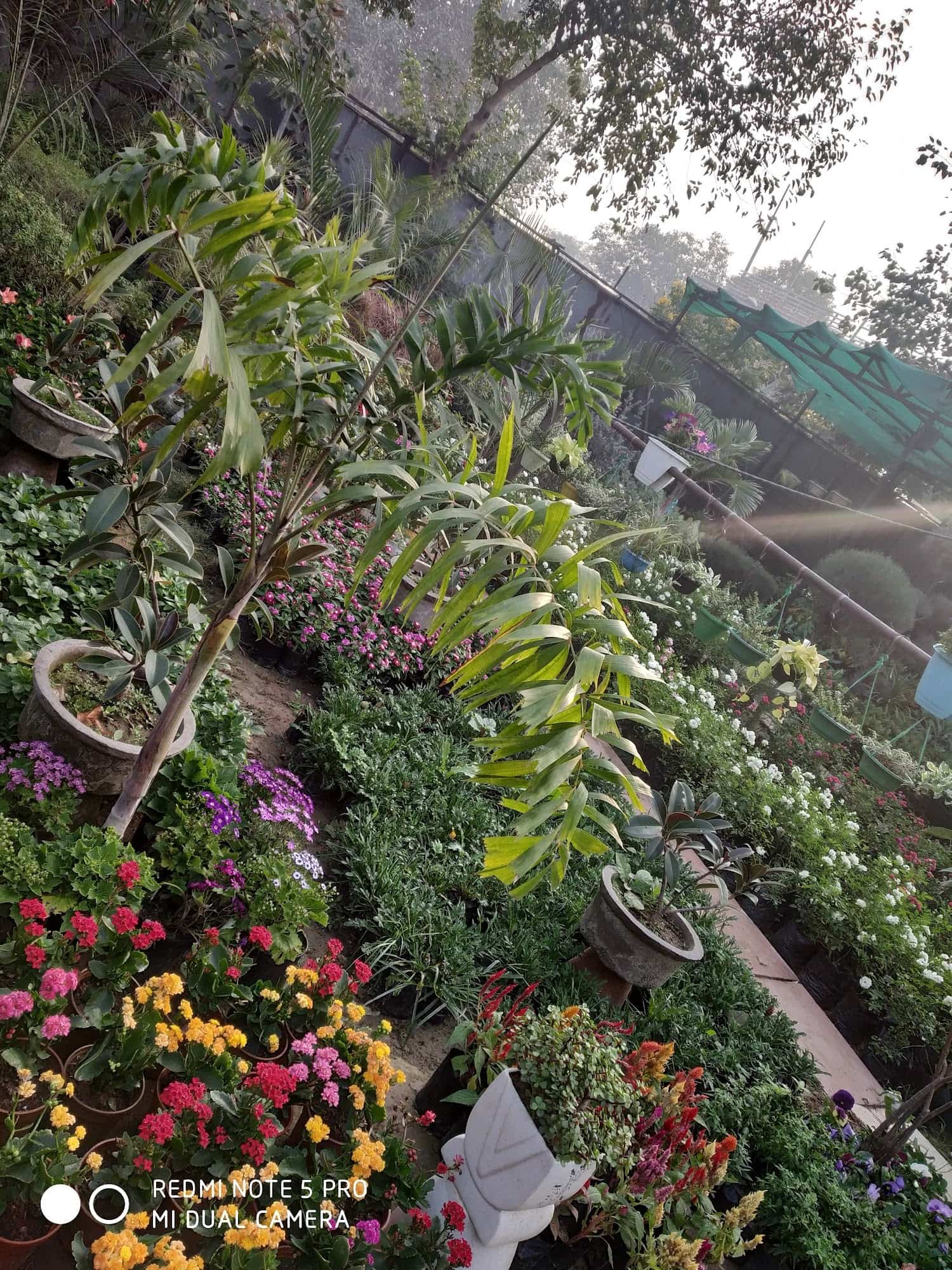 Top Plant Nurseries near Noida Sector 18 Metro StationNoida Sector 18