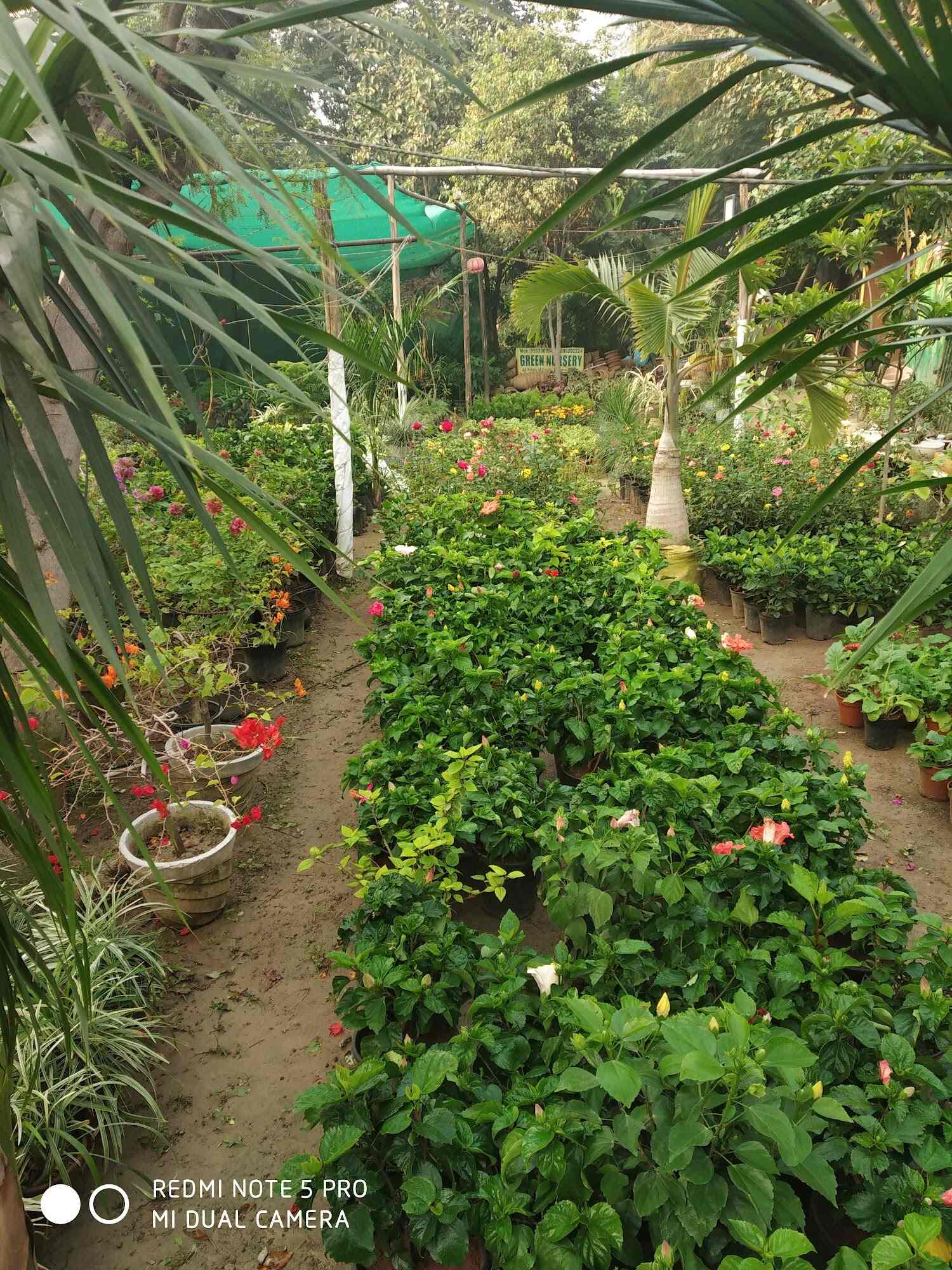Top Plant Nurseries near Noida Sector 18 Metro StationNoida Sector 18