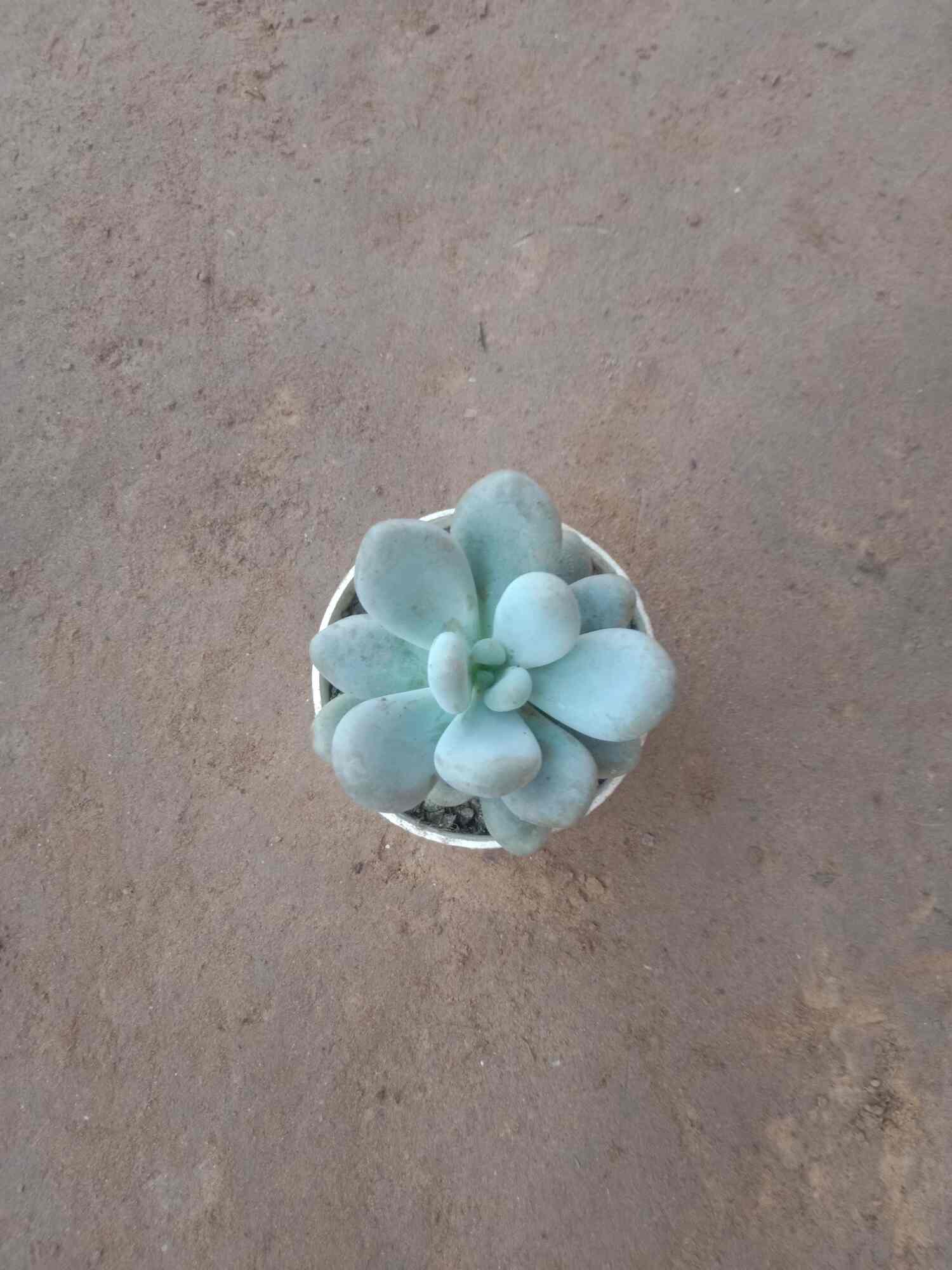 Anil Nursery in Noida,Delhi Best Fruit Plant Nurseries in Delhi