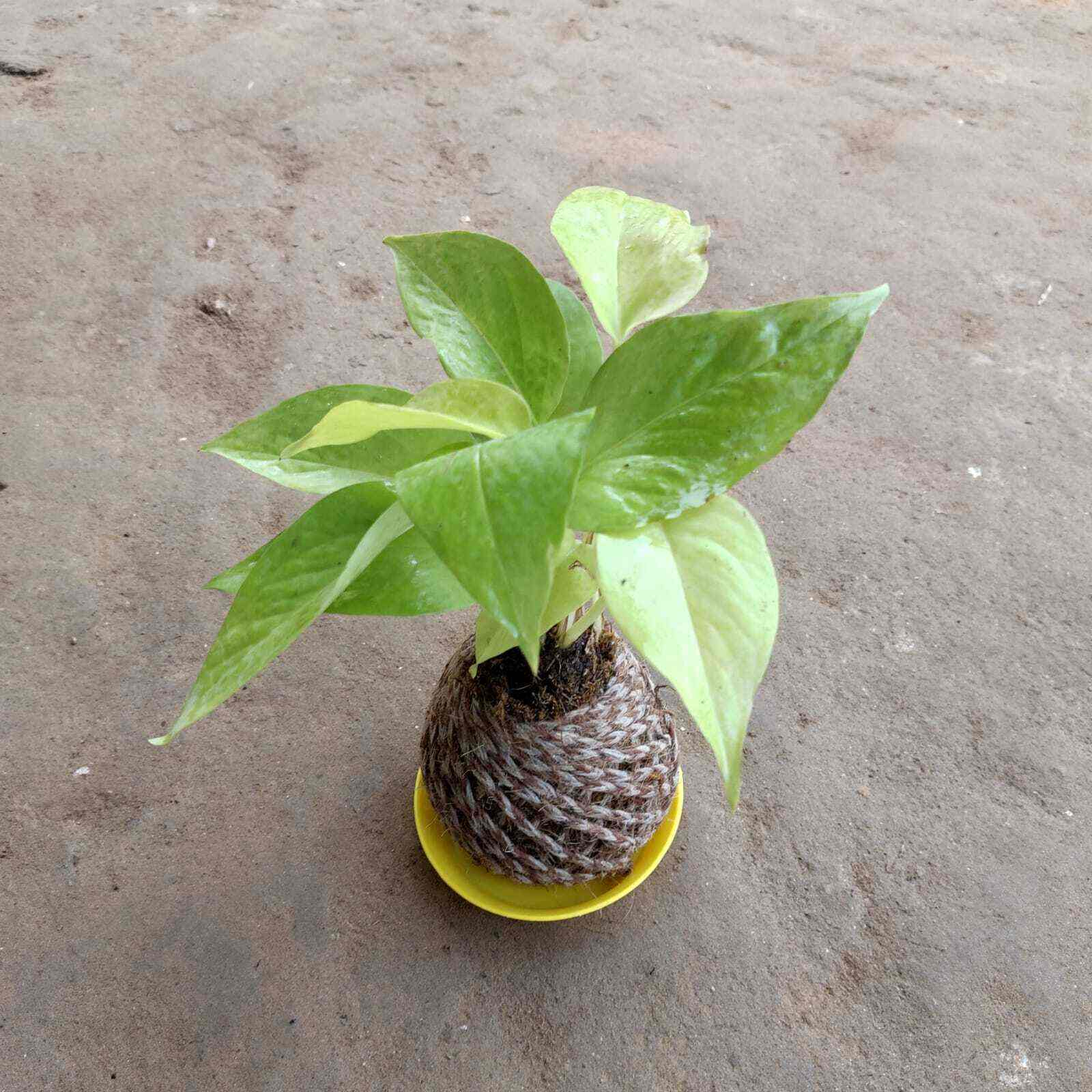 Anil Nursery in Noida,Delhi Best Fruit Plant Nurseries in Delhi