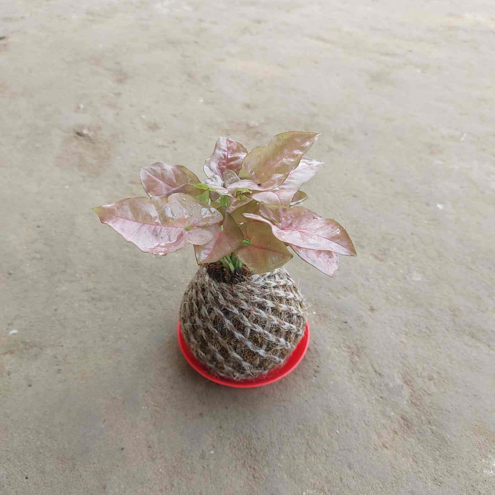 Anil Nursery in Noida,Delhi Best Fruit Plant Nurseries in Delhi