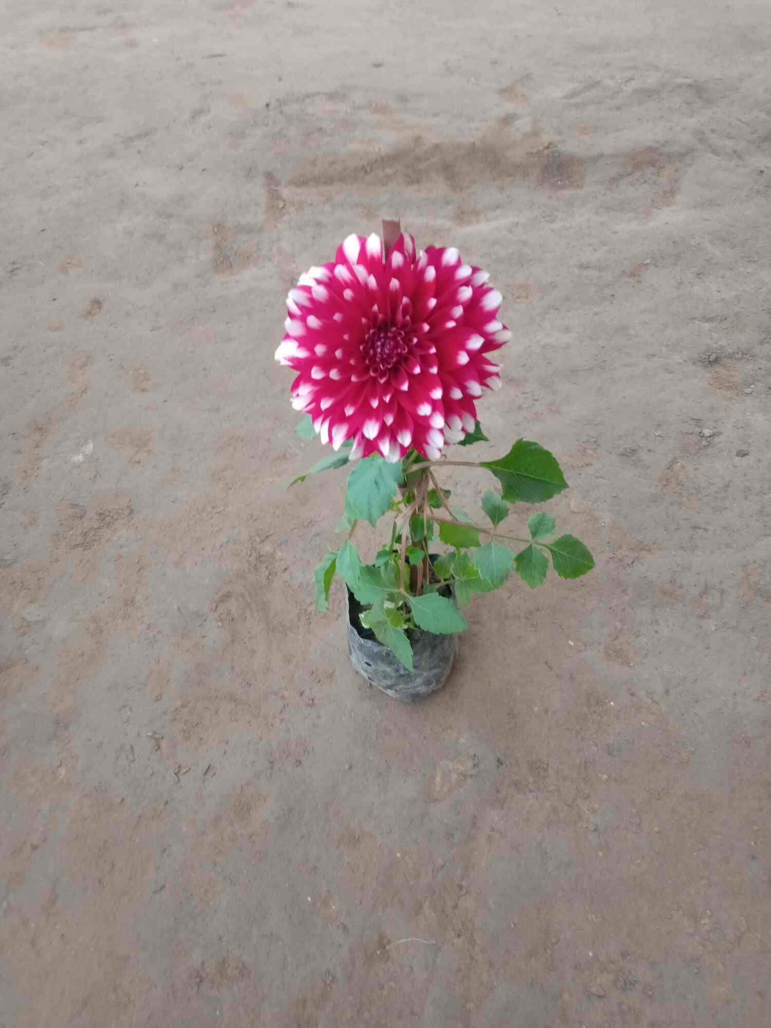 Anil Nursery in Noida,Delhi Best Fruit Plant Nurseries in Delhi