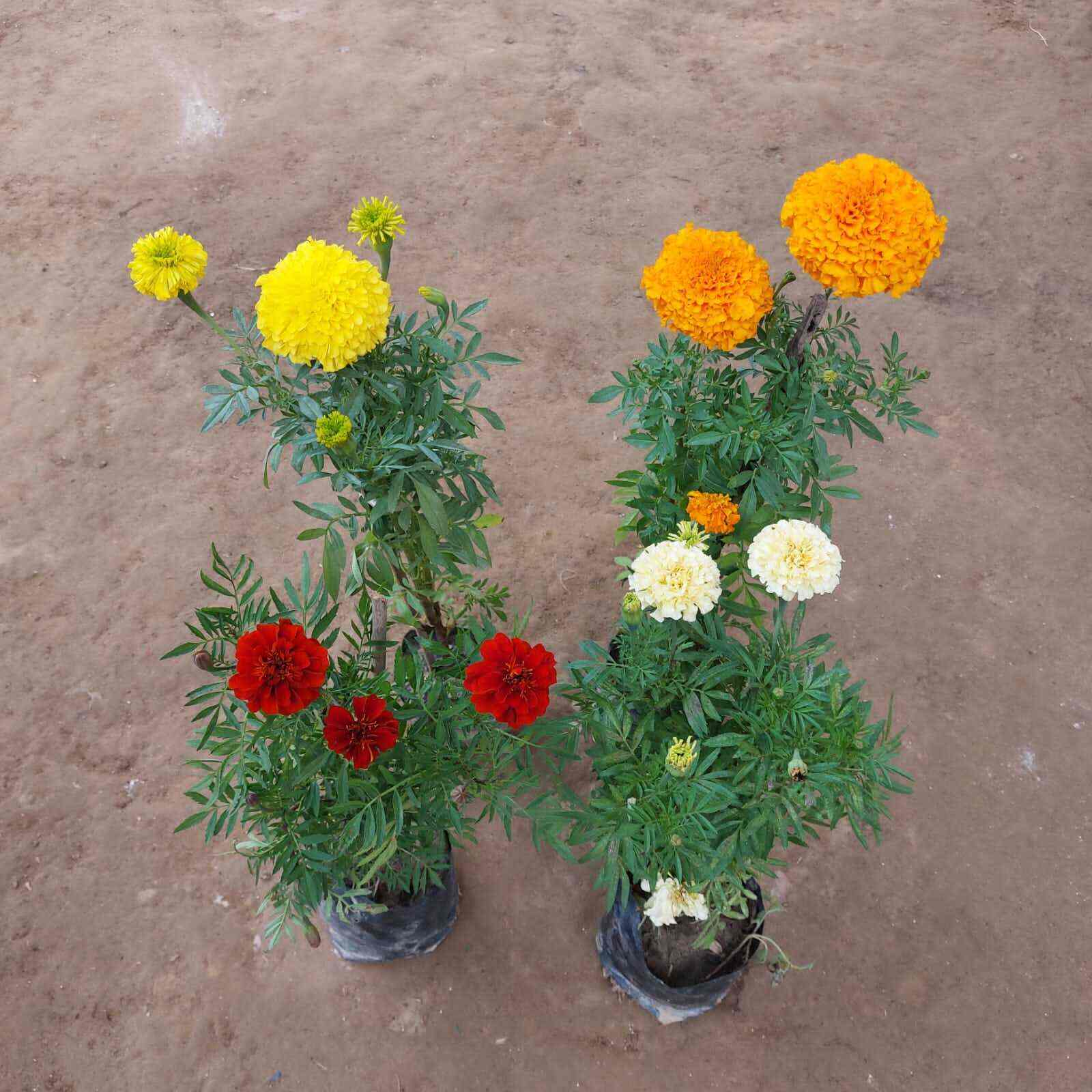 Anil Nursery in Noida,Delhi Best Fruit Plant Nurseries in Delhi