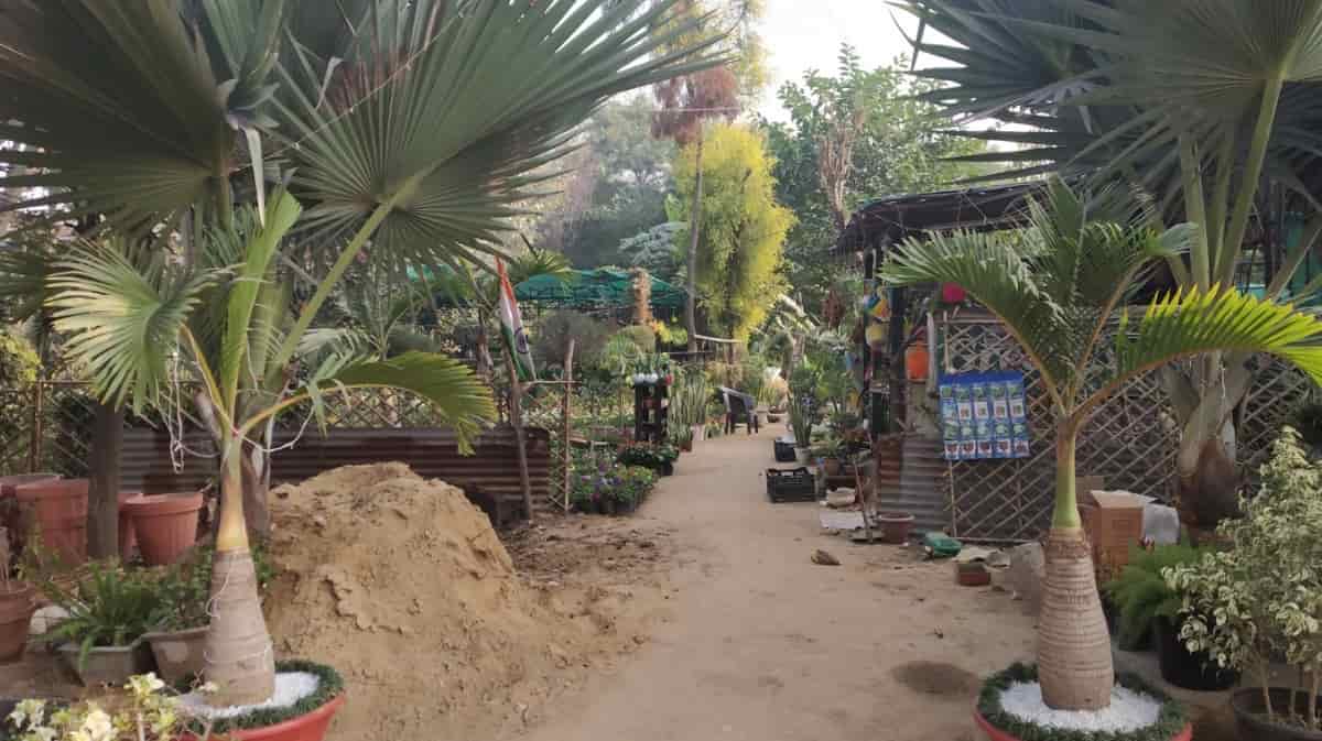 Top Plant Nurseries near Noida Sector 18 Metro StationNoida Sector 18