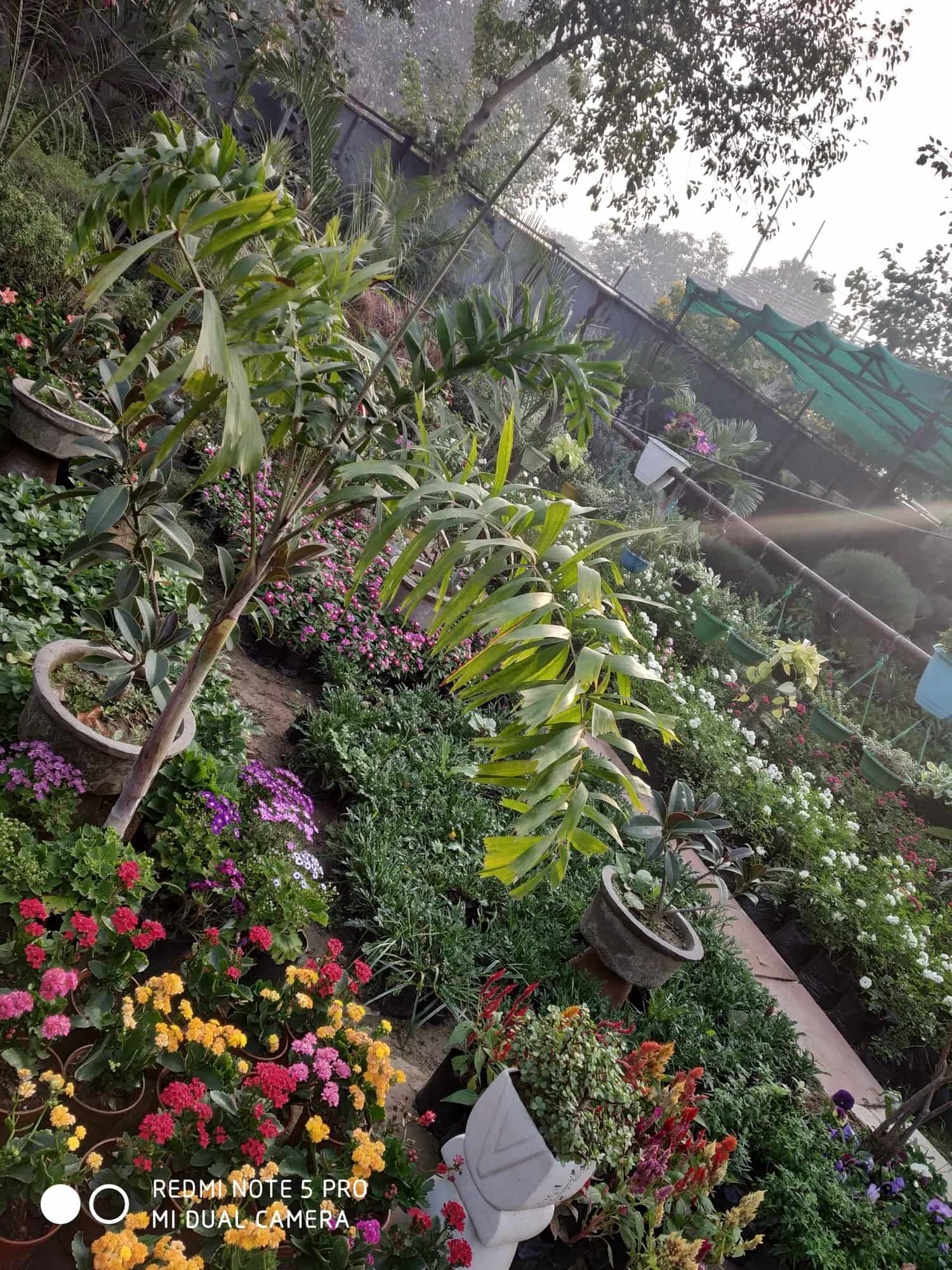 Top Plant Nurseries near Noida Sector 18 Metro StationNoida Sector 18