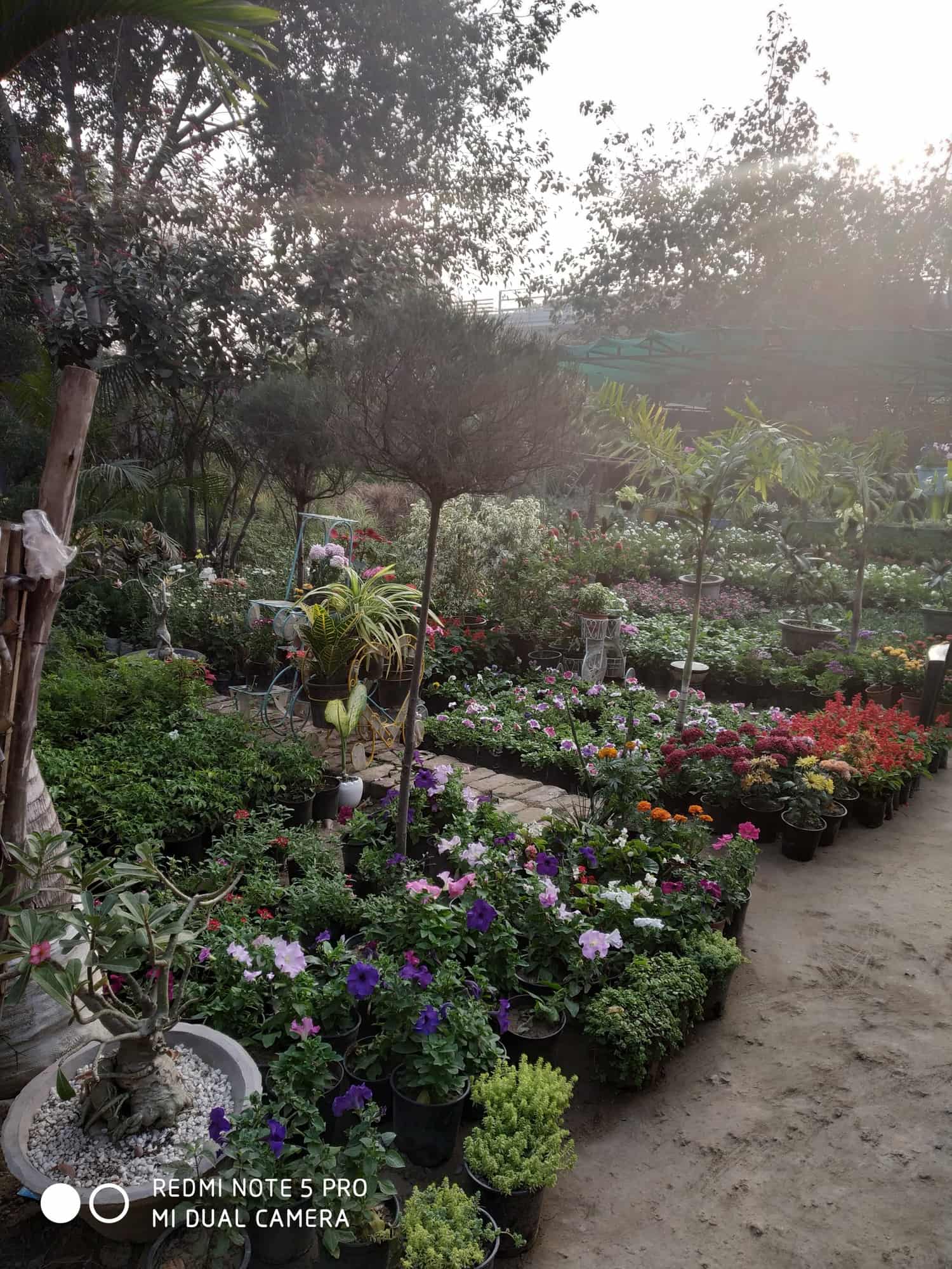 Top Plant Nurseries near Noida Sector 18 Metro StationNoida Sector 18
