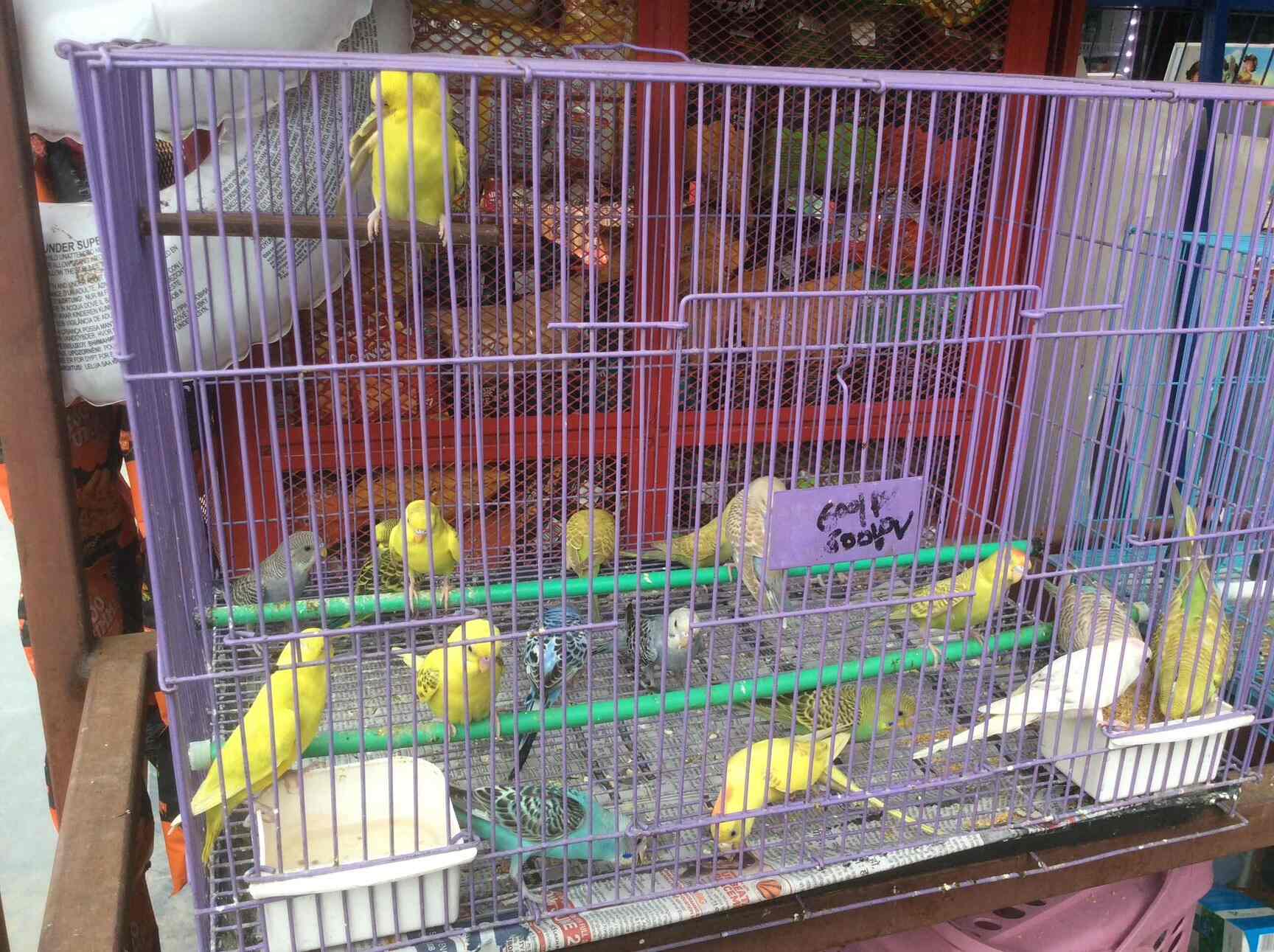 budgie pet shops near me
