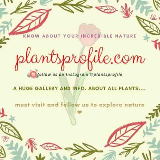 Top Plant Nurseries in Beta 1Greater Noida,Delhi Best Government