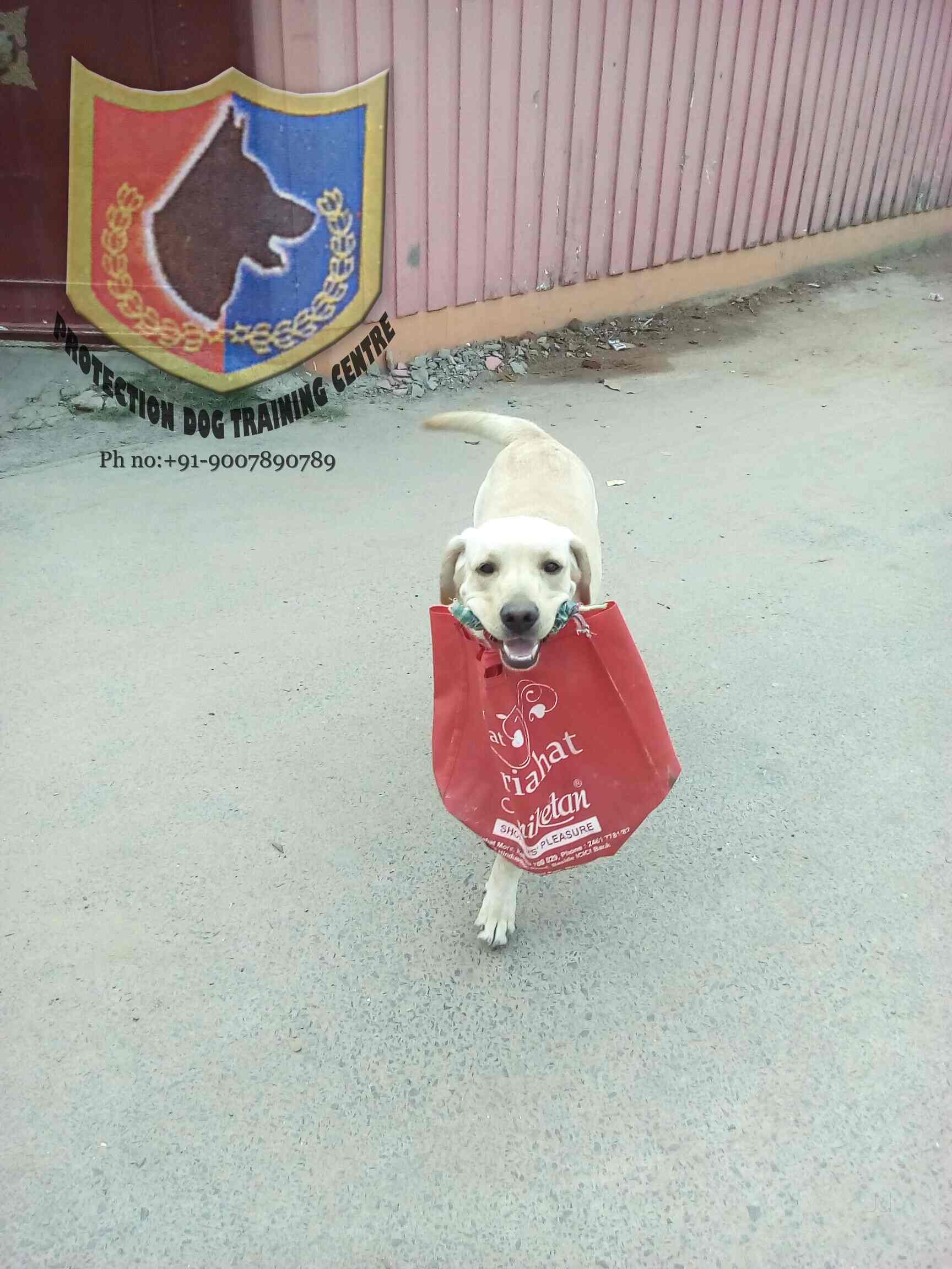 Protection Dog Breeding Cum Training Center in Bira rajiv pur,Kolkata