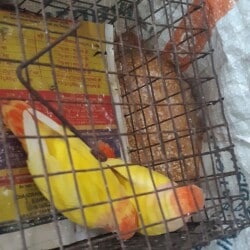 Best bird store near outlet me
