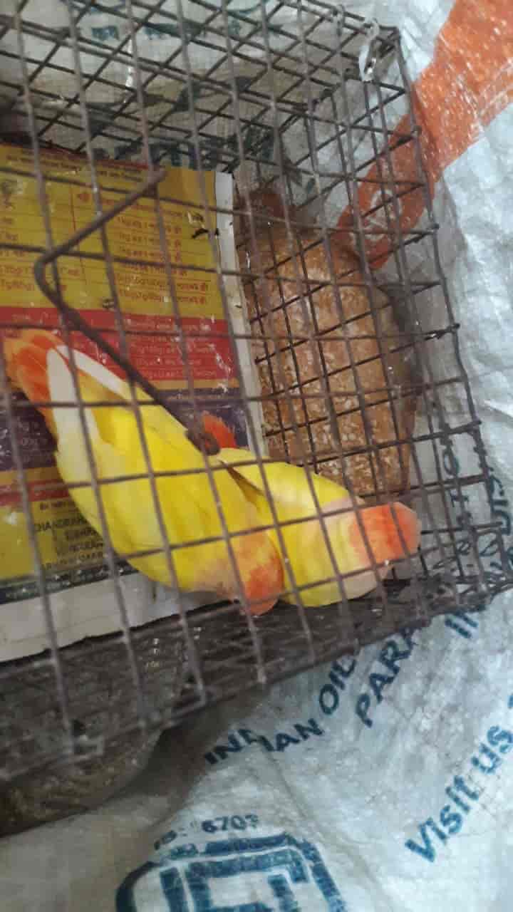Canary bird shop near me top