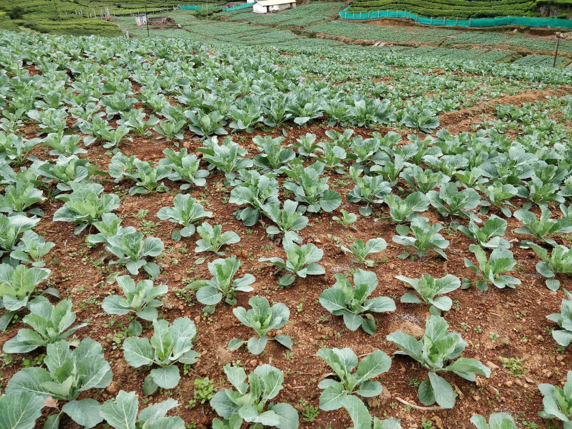 Top Onion Wholesalers in Market Best /b2b/agriculture Produce