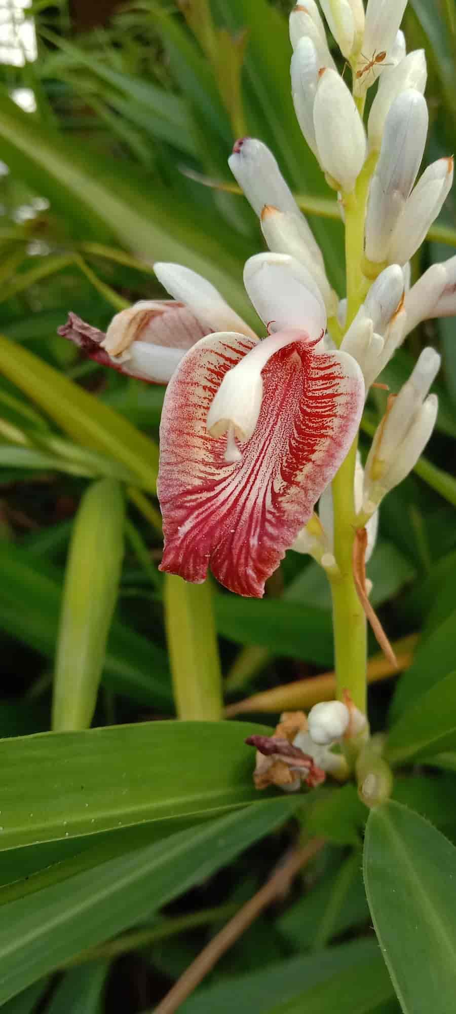 Gurukripa Heritage Ayurvedic Treatments, Peringode Ayurvedic