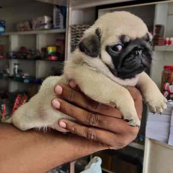 Top Pet Shops in Palakkad Best Pet Store near me Justdial