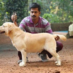 K9 Dog Training in Chittur College - Best Dog Trainers in Palakkad - Justdial K9 Dog Training in Chittur College - Best Dog Trainers in Palakkad - Justdial