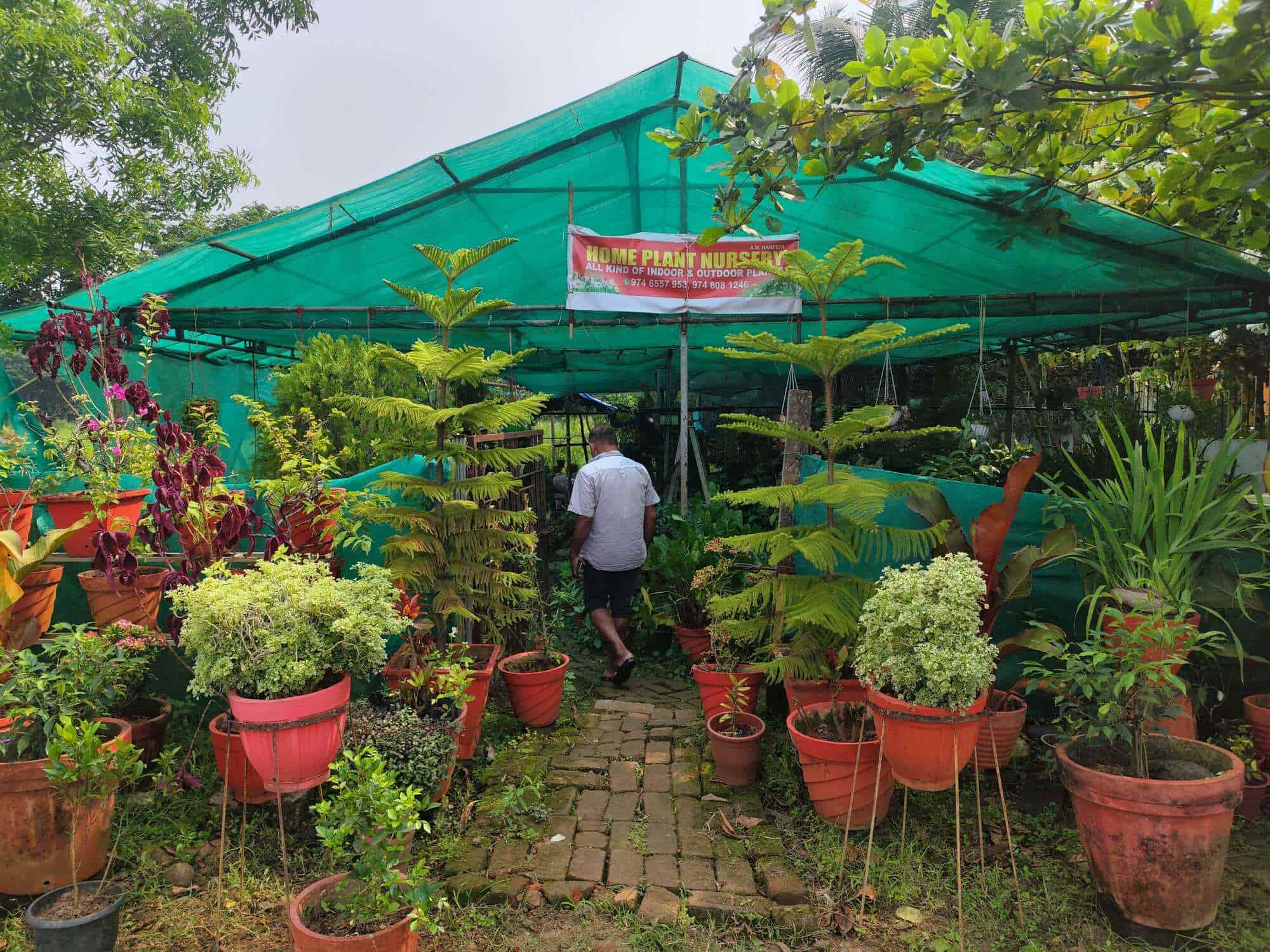 Top Rubber Plant Nurseries in Varapuzha, Ernakulam near me - Justdial