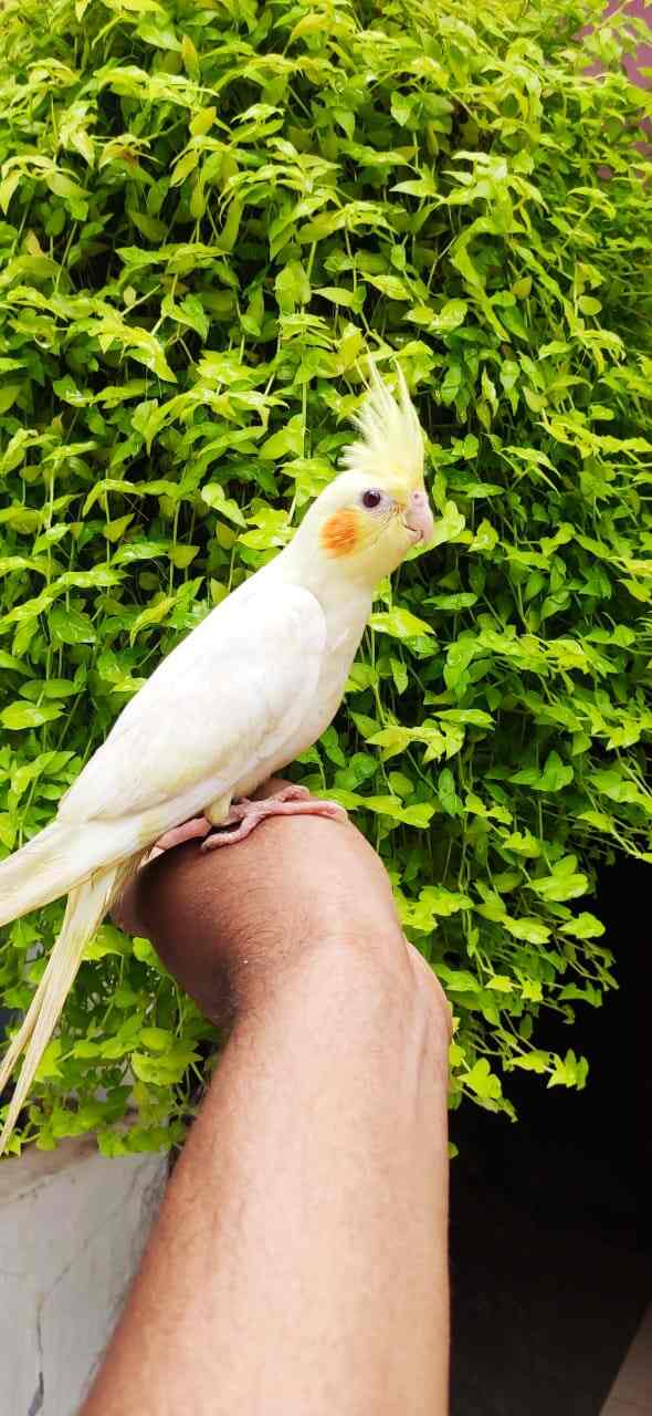 Pets & Birds in Palakkad HO,Palakkad - Best Aquariums in Palakkad