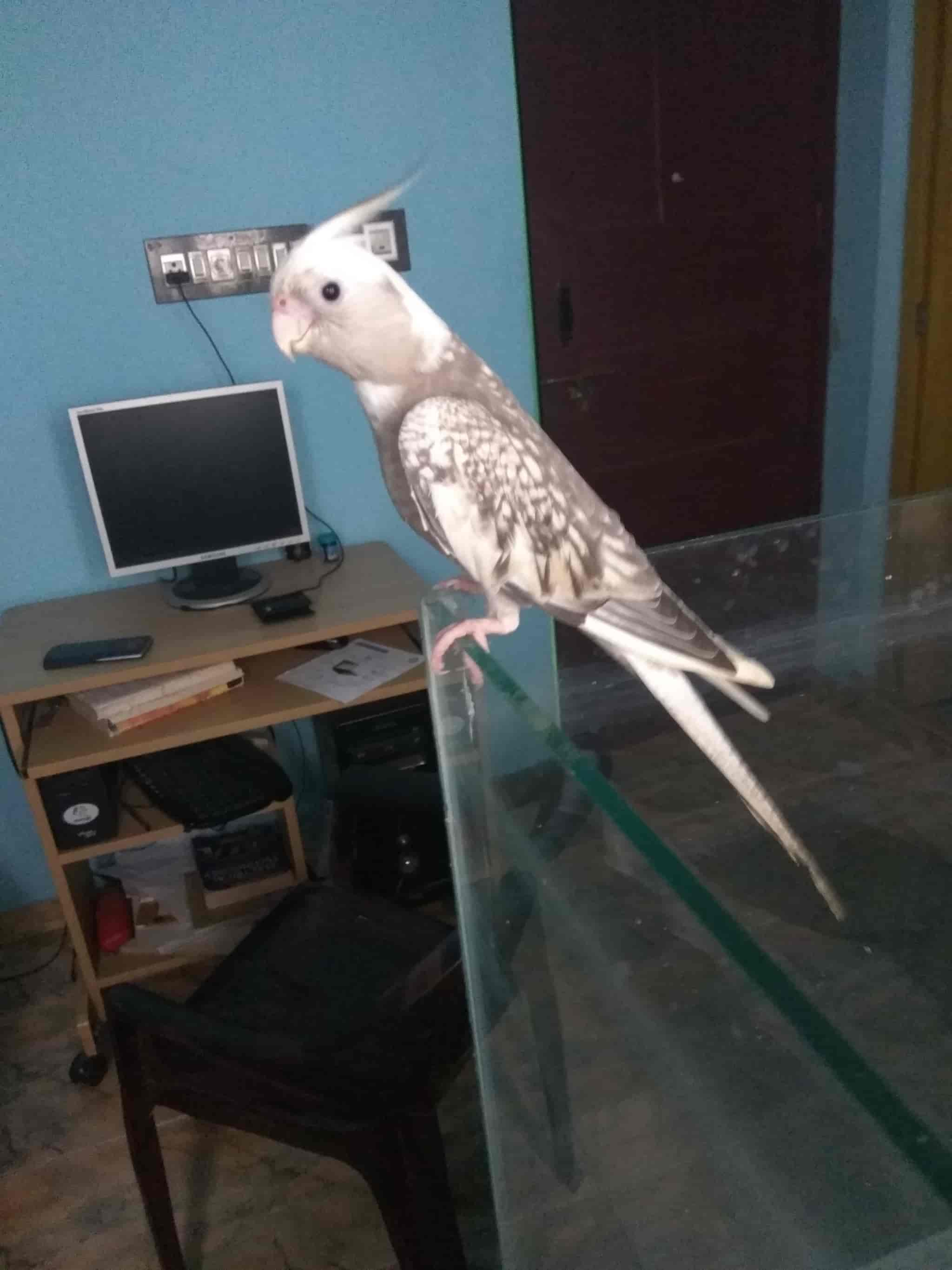 Pets & Birds in Palakkad HO,Palakkad - Best Aquariums in Palakkad