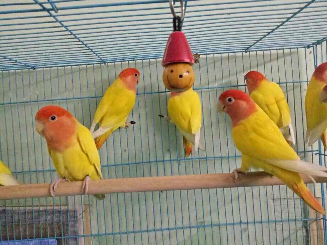 Pets & Birds in Palakkad HO,Palakkad - Best Aquariums in Palakkad