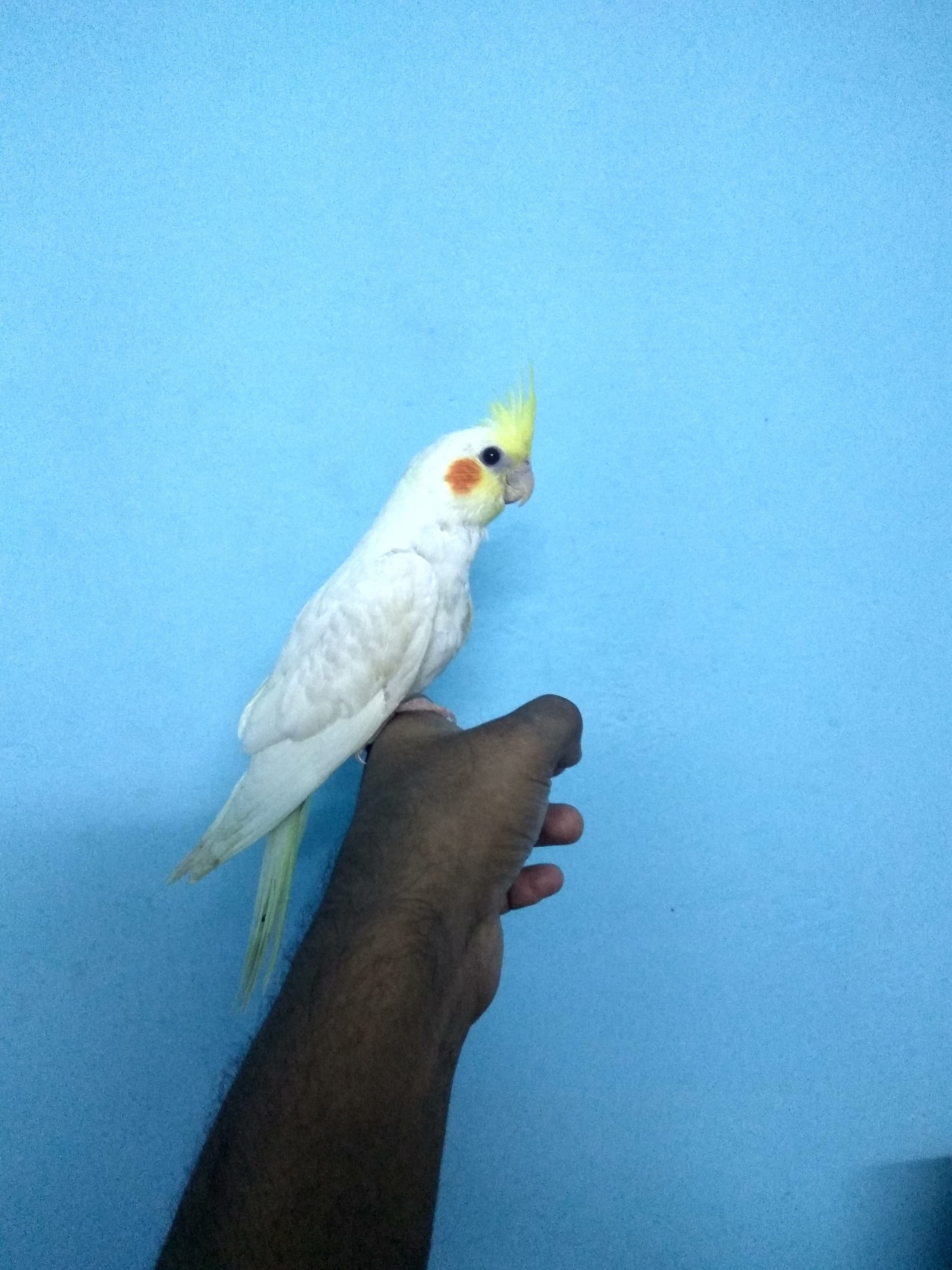 Pets & Birds in Palakkad HO,Palakkad - Best Aquariums in Palakkad