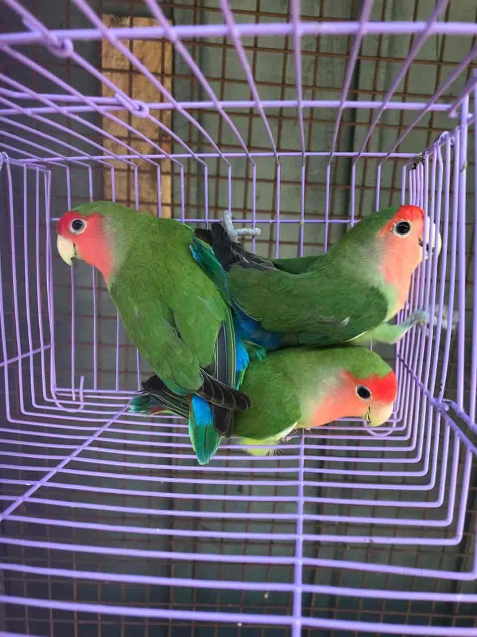 Pets & Birds in Palakkad HO,Palakkad - Best Aquariums in Palakkad