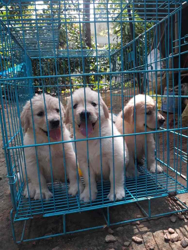 Pets & Birds in Palakkad HO,Palakkad Best Aquariums in Palakkad
