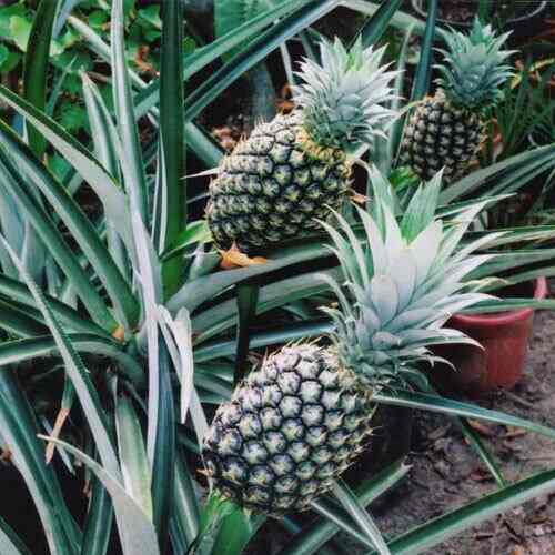 Bothra Nursery in Dahanu Road,Mumbai Best Plant Nurseries in Mumbai