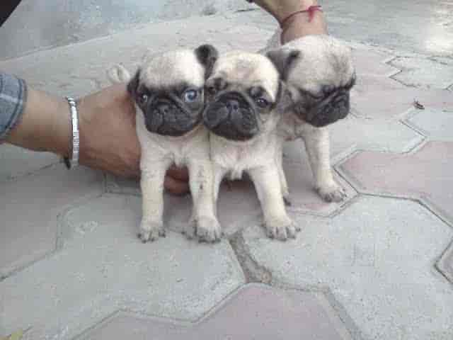 pug pet shop near me