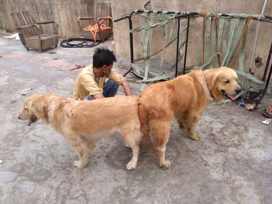 kaopectate and dogs
