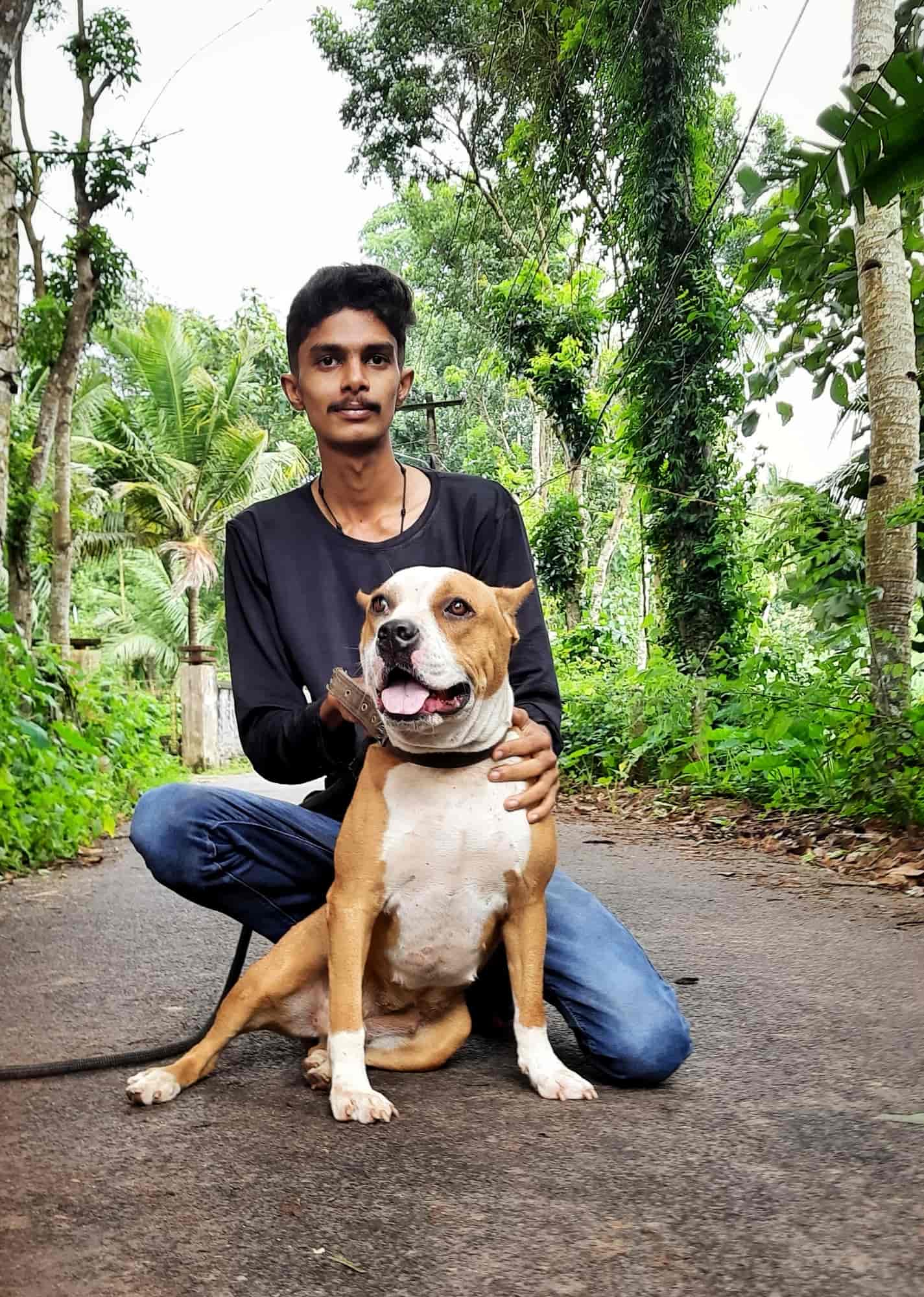 Top Dog Walking Services in Kollam Best Dog Walking Services Justdial