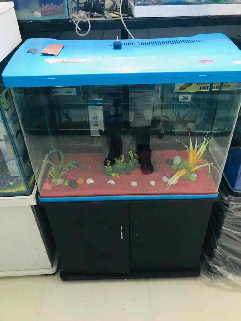 Top Aquarium Neon Tetra Fish Wholesalers in Ludhiana एक्वेरियम नीयन