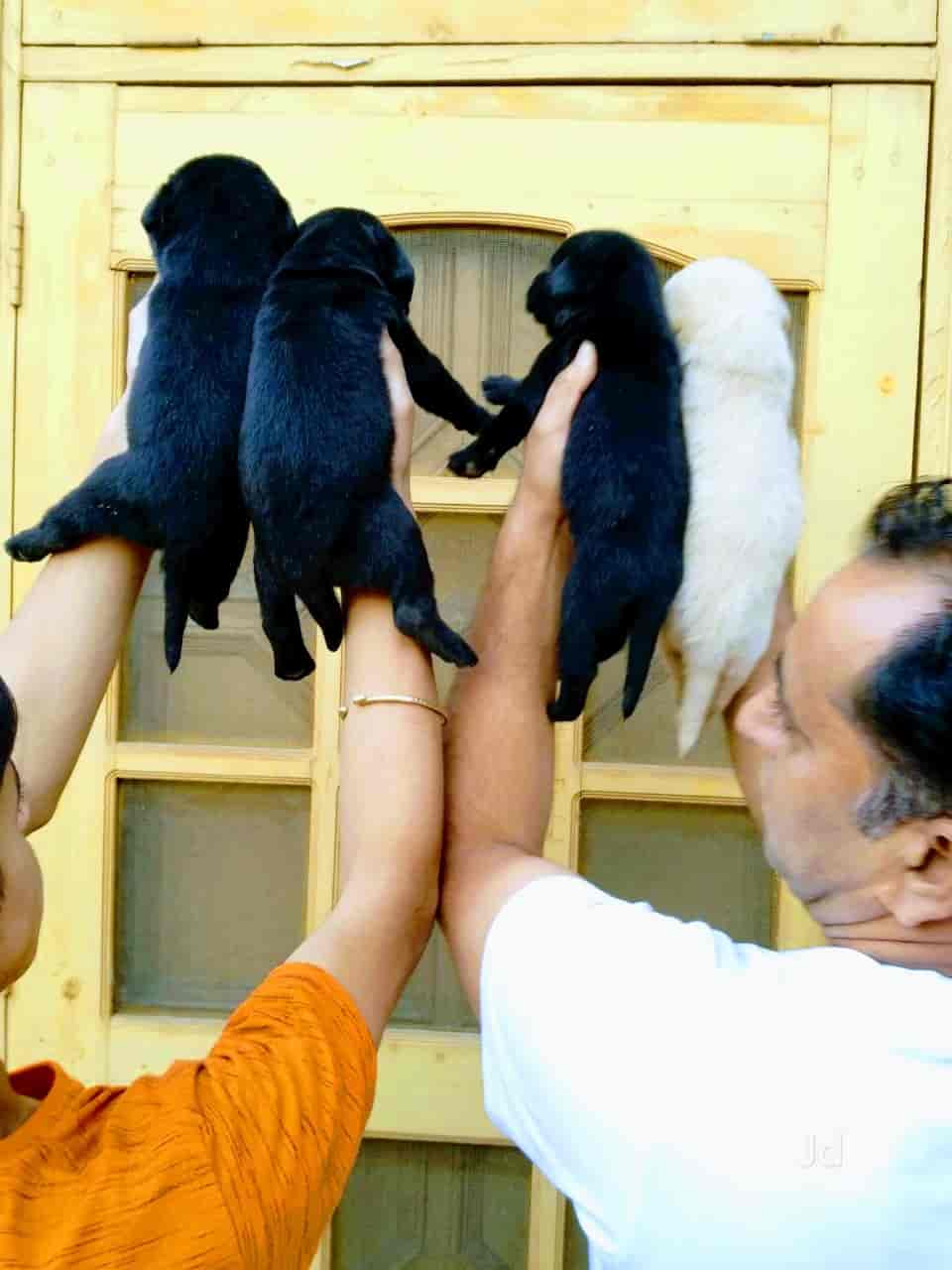 Live pet shop & dog trainer hot sale
