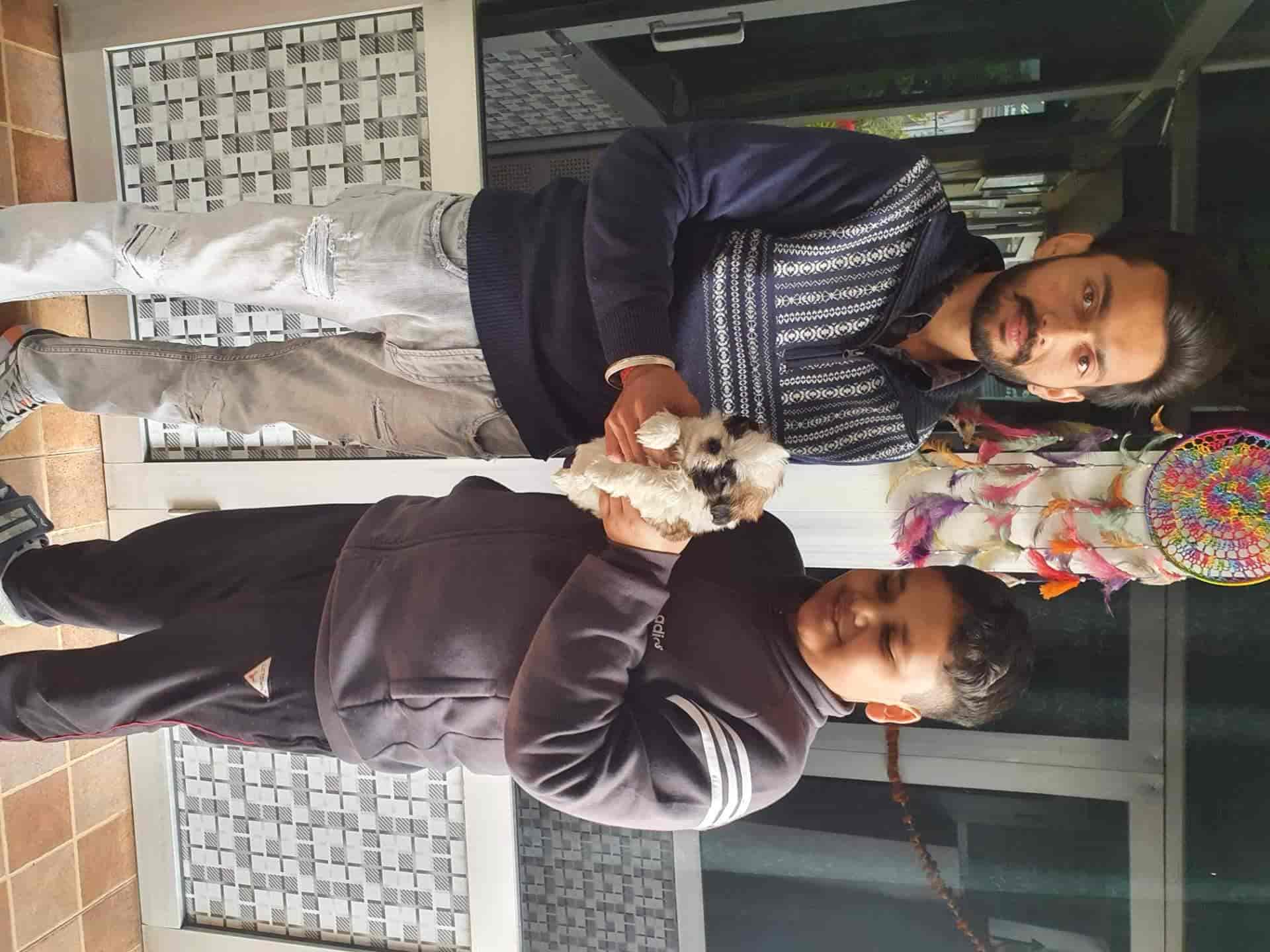 Top Dog Kennel Shops in University Patiala, Patiala Best Dog Kennels