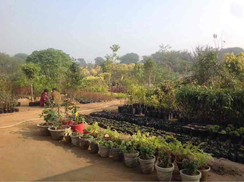 Top Plant Nurseries In Golden Temple Best Nursery Plant Suppliers Amritsar Justdial