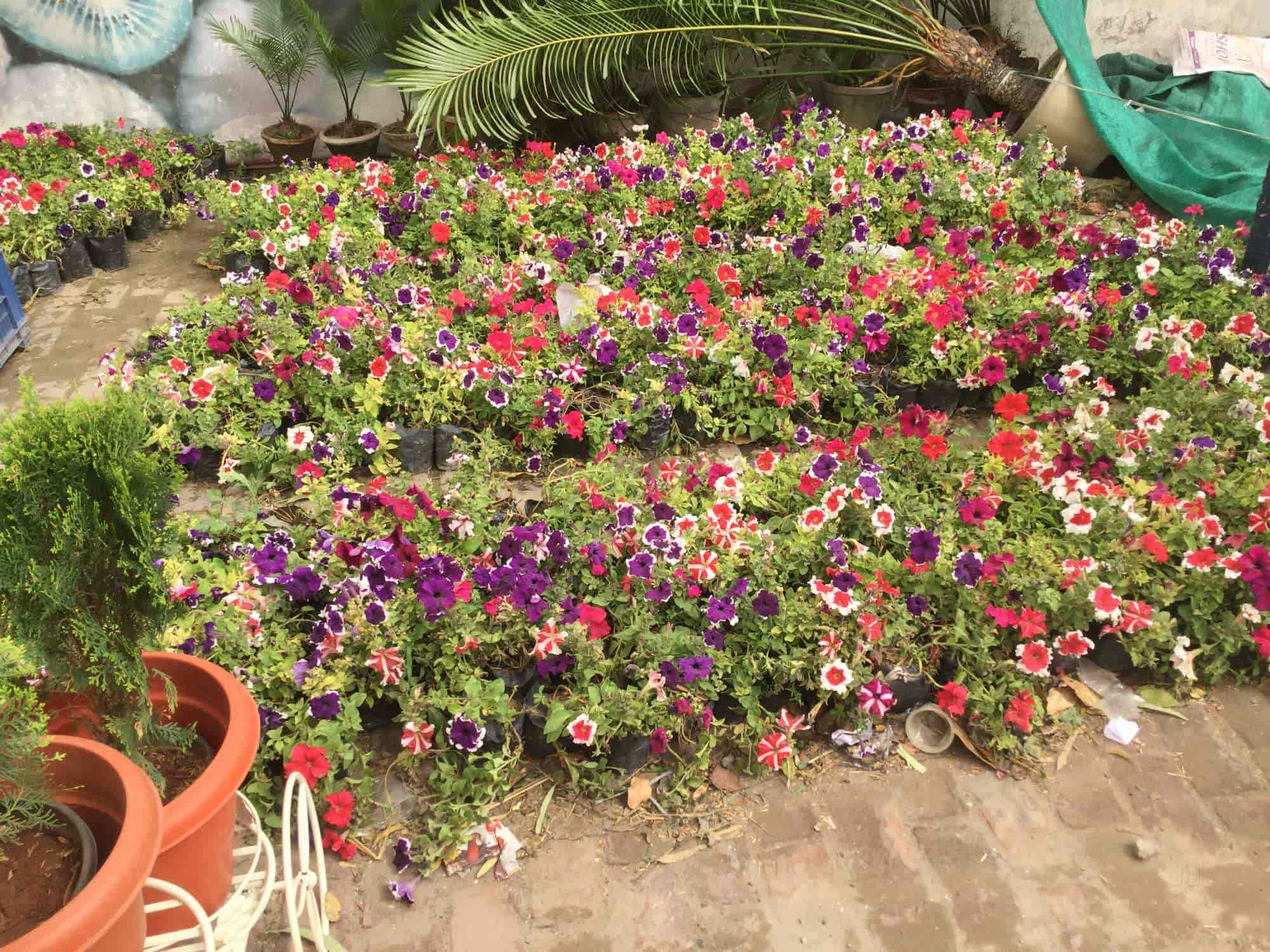 Daisy Flower Meaning In Punjabi Best Flower Site