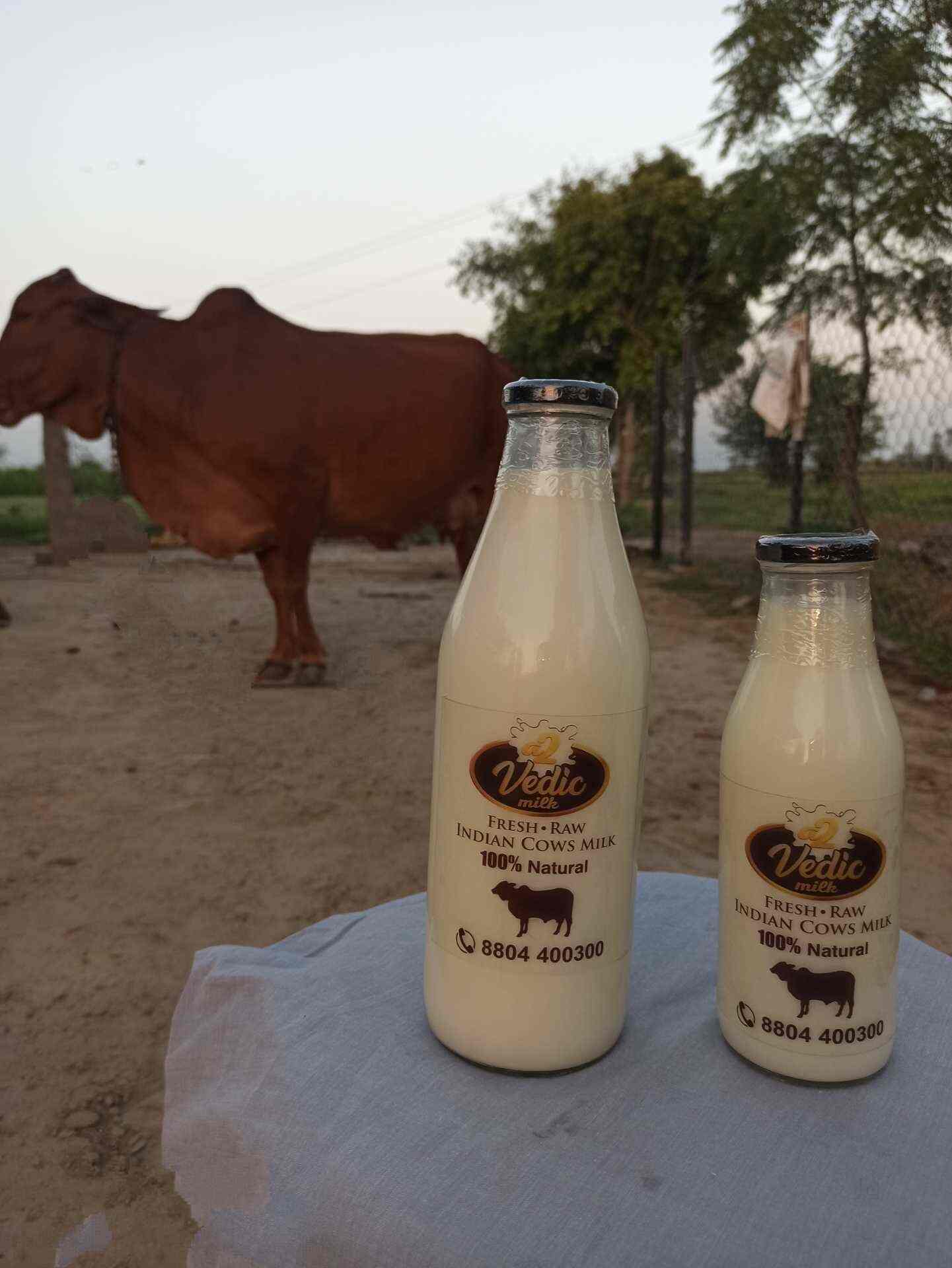 Top A2 Milk Distributors in Gwalior मिल्क डिस्ट्रीब्यूटर्सा2