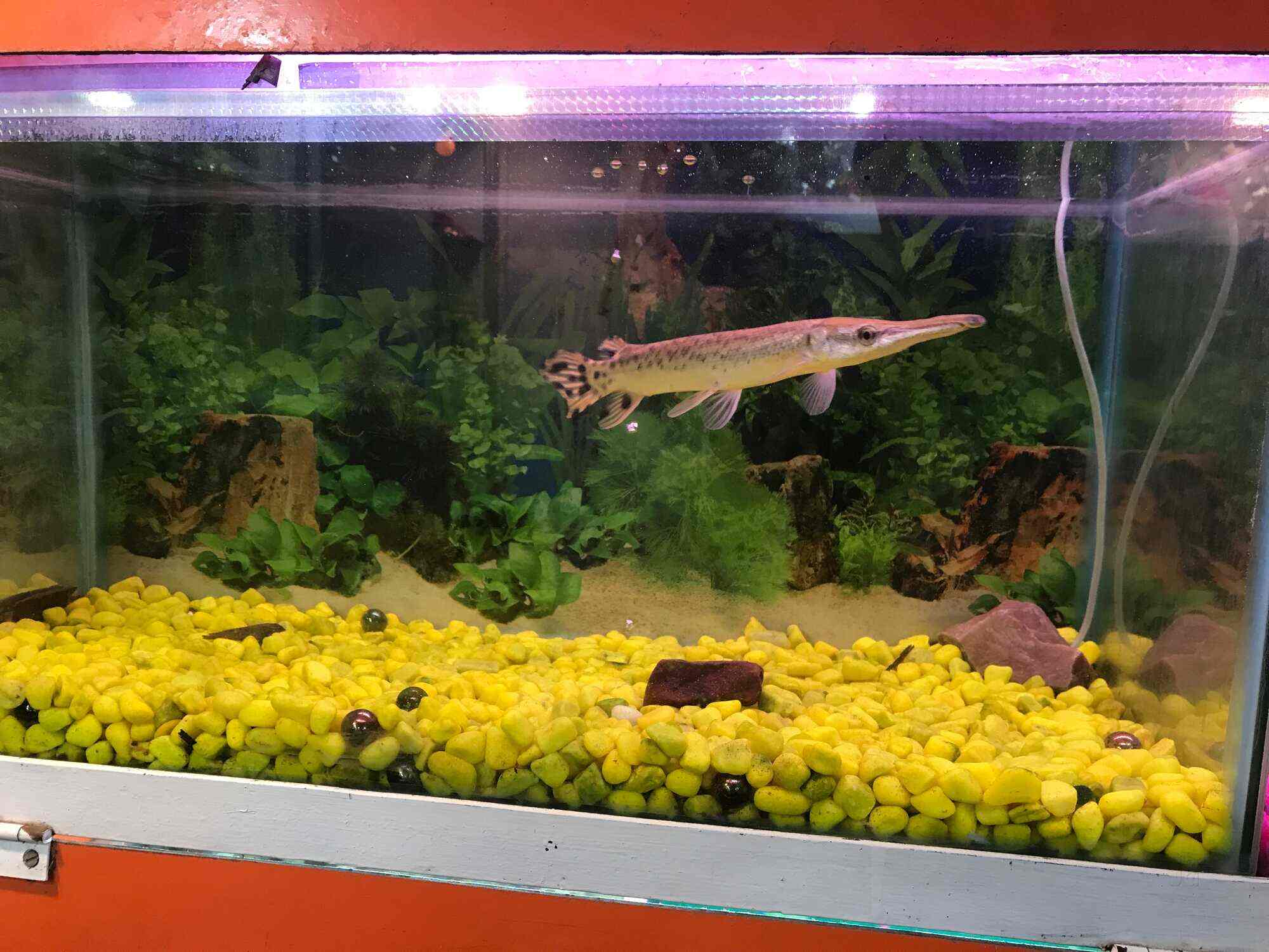 Top Sobo Fish Tank Distributors in Ahmedabad फिश टैंक