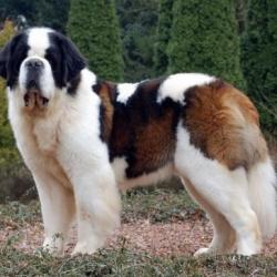Pets Passion in Sheikhpura,Patna - Best Pet Shops For Dog near me ...