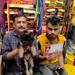 homemade incubator for bearded dragon eggs