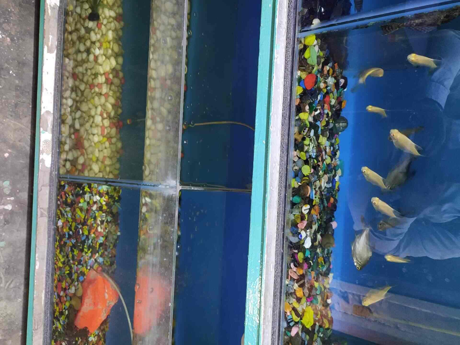 Shree Balajee Aquarium in Kankarbagh,Patna Best Pet Shops in Patna