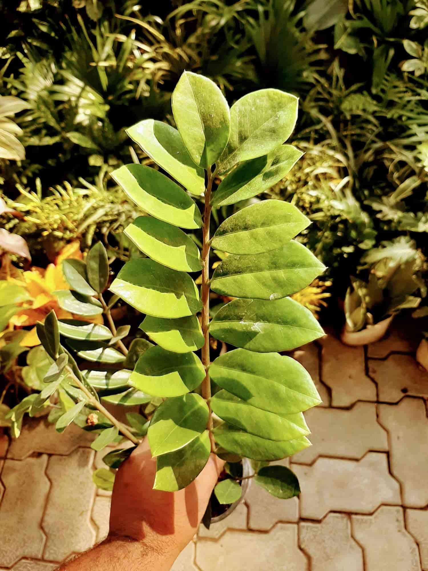 Green Nursery in Anisabad,Patna Best Fruit Plant Nurseries in Patna