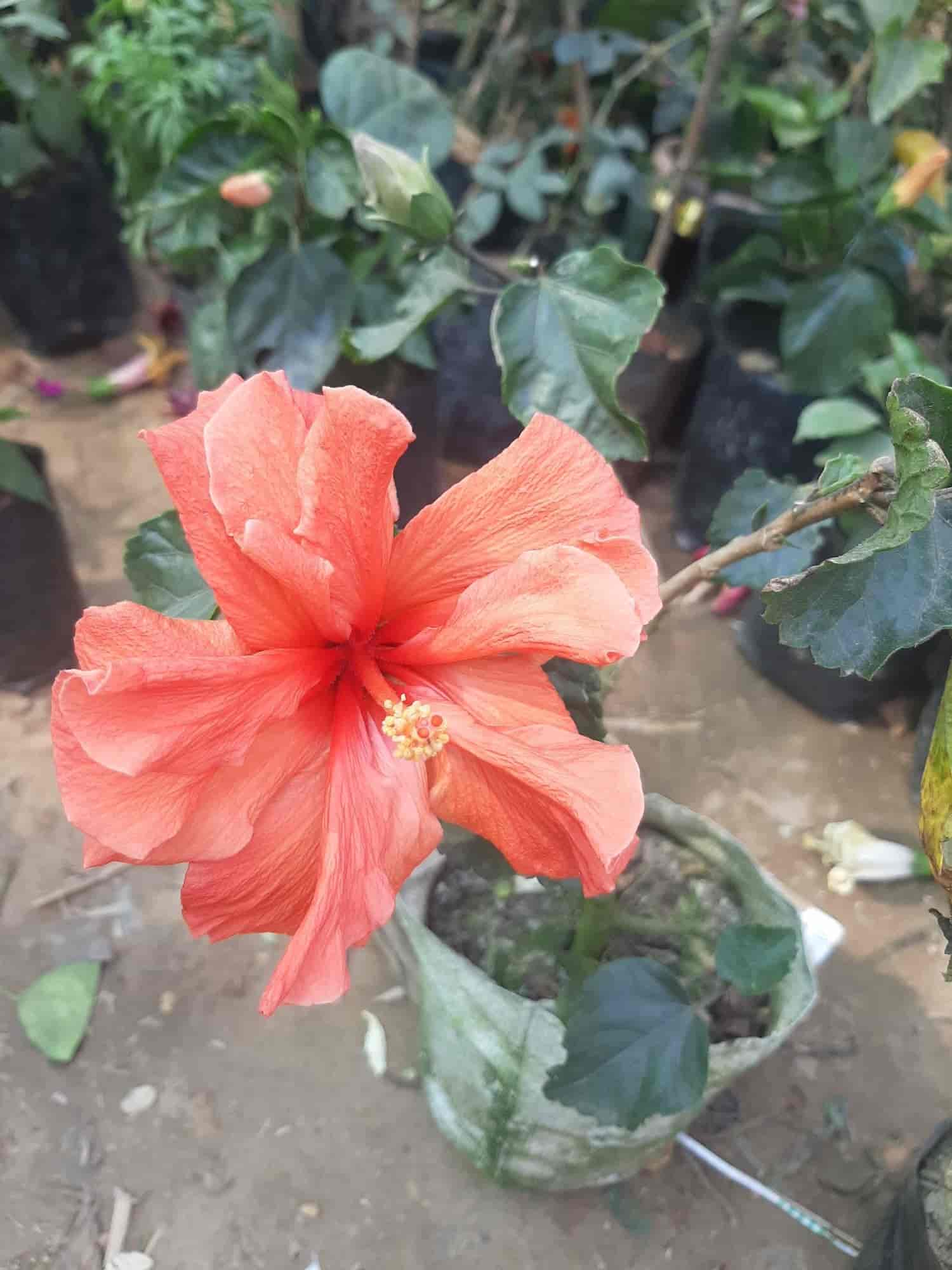 Green Nursery in Anisabad,Patna Best Fruit Plant Nurseries in Patna